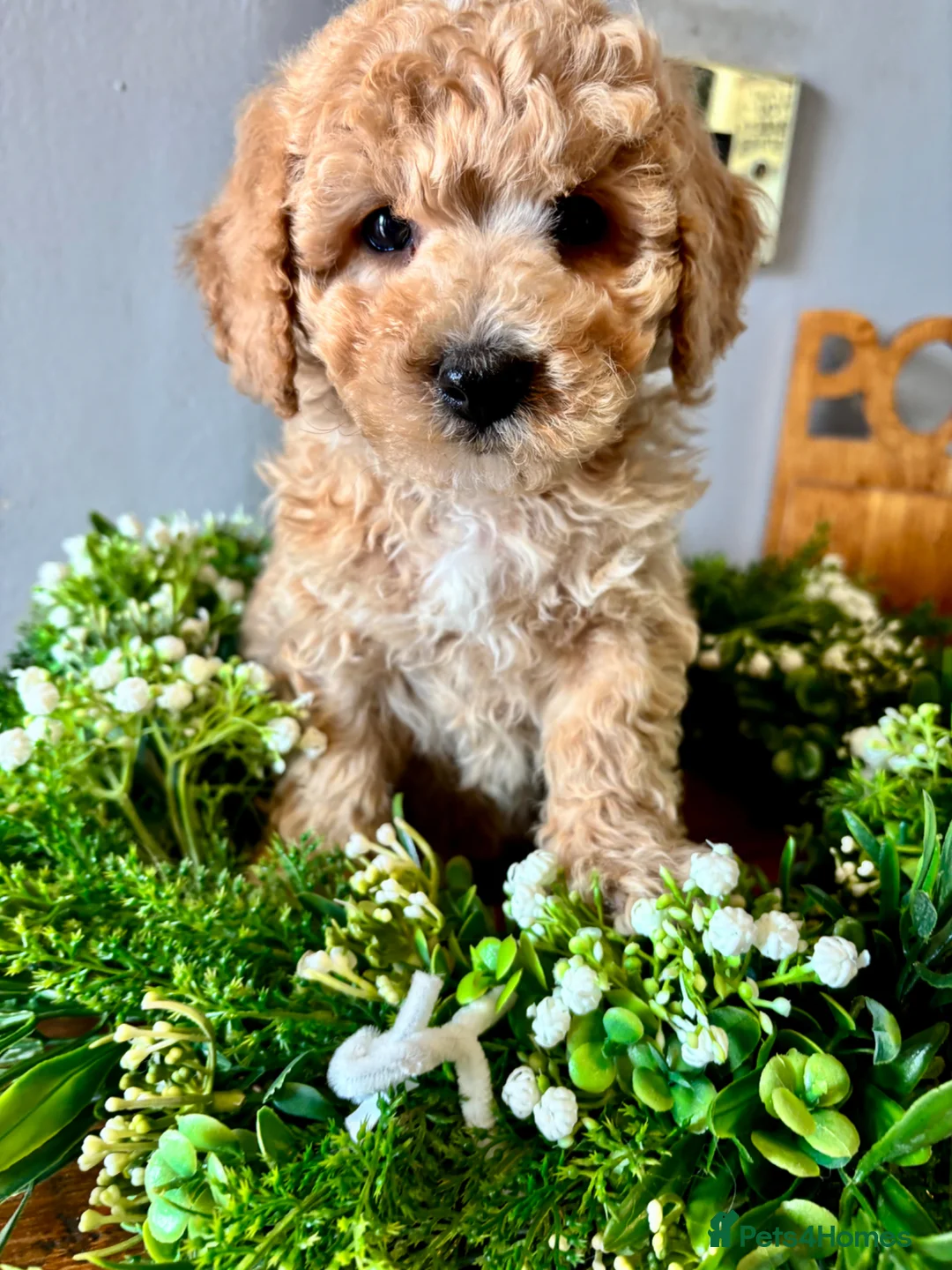 Poochon dogs for sale: Ready now Stunning mini F1 health tested Poochons - Advert 1