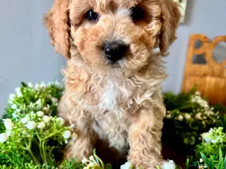 Poochon dogs Stunning health tested Poochon puppies - Advert 6