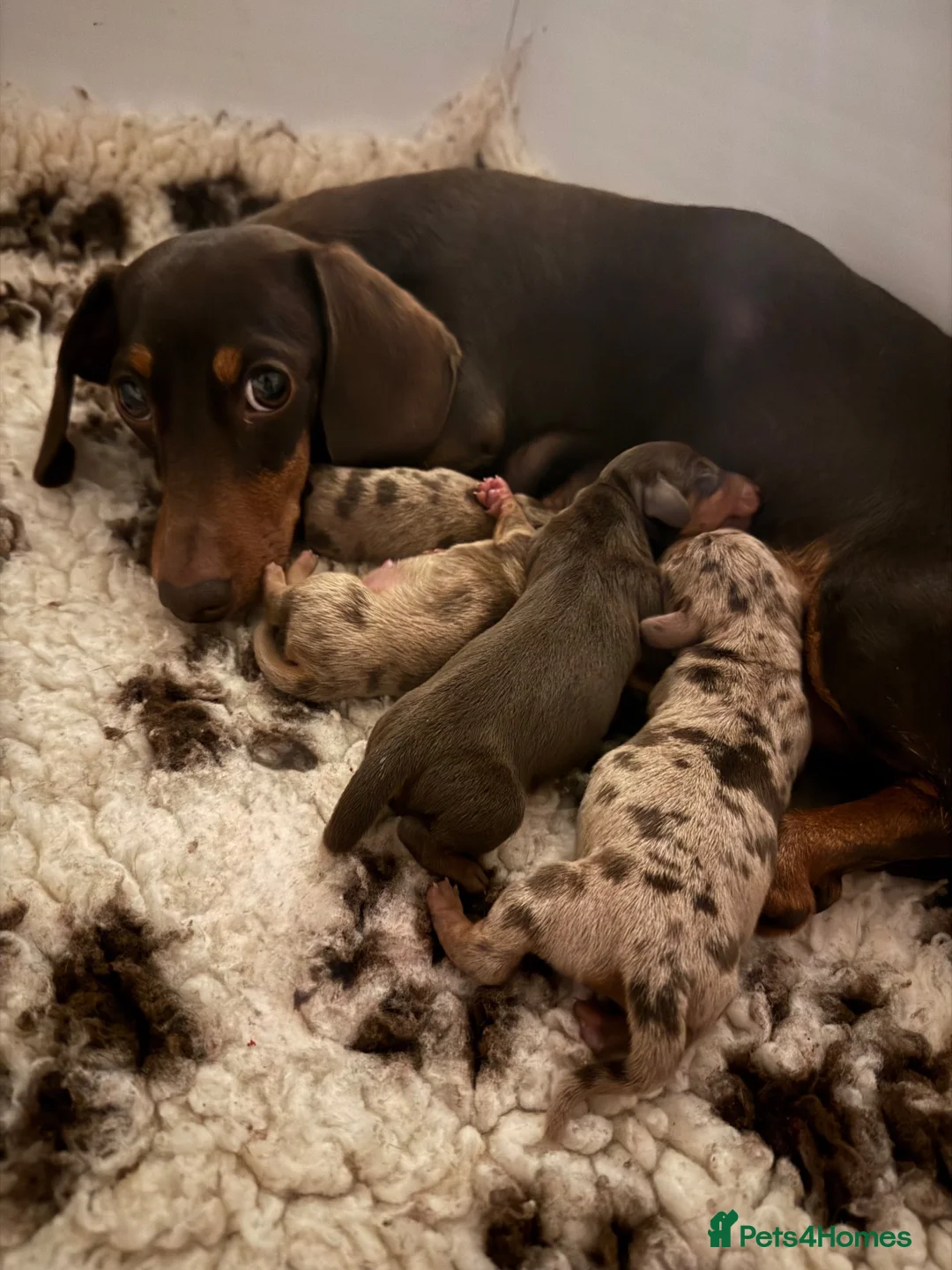 Miniature Dachshund dogs for sale: Home Reared KC Short Haired Mini Dachshund  in Nottingham - Advert 2