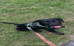 Mixed Breed dogs for sale: Loki  - Image 4