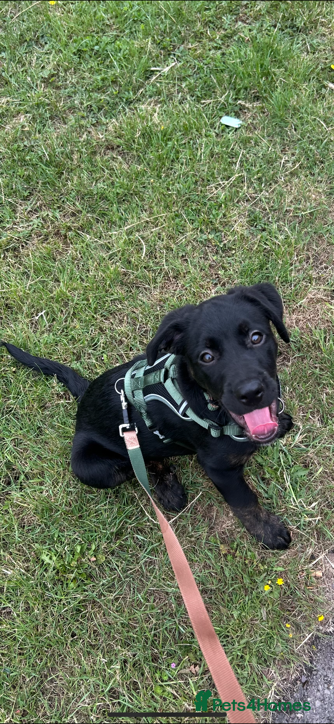 Mixed Breed dogs for sale: Loki  - Image 4
