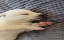 Siberian Husky dogs for sale: Gorgeous Husky puppies - Image 6