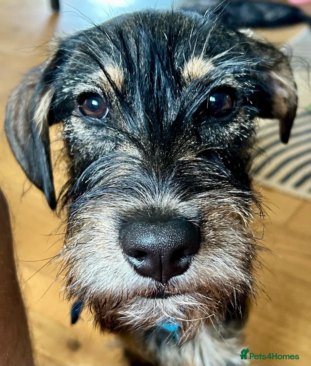 Mixed Breed dogs for sale: Stunning Scout, 9 month old labrador/schnoodle  - Advert 1