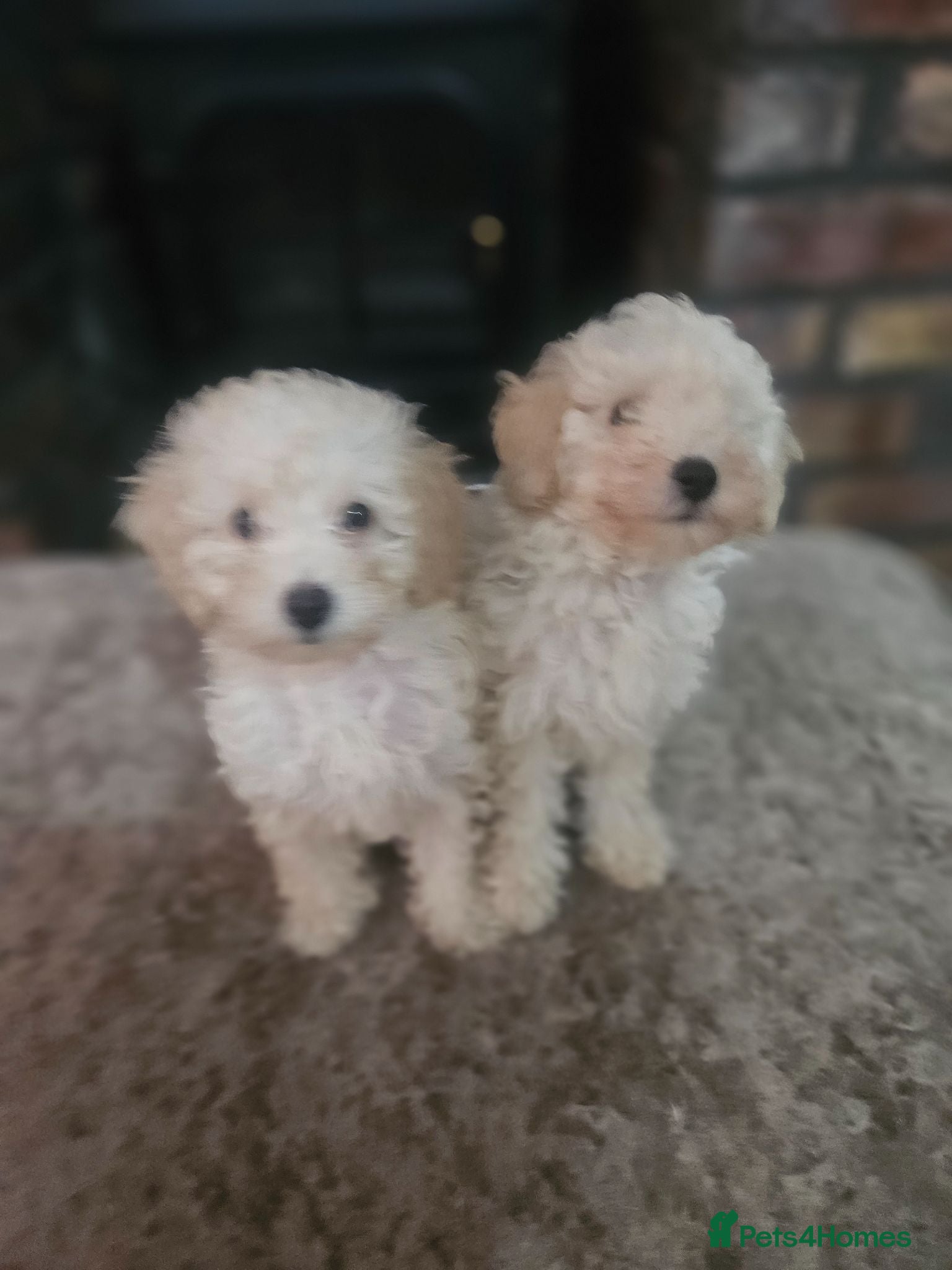 Toy Poodle dogs Toy poodle puppies 🩷💙  - Advert 11