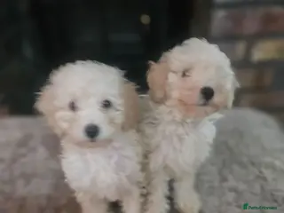 Toy Poodle dogs Toy poodle puppies 🩷💙 - Advert 11