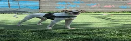 Mixed Breed dogs for adoption: Anjo  in Ormskirk - Advert 3
