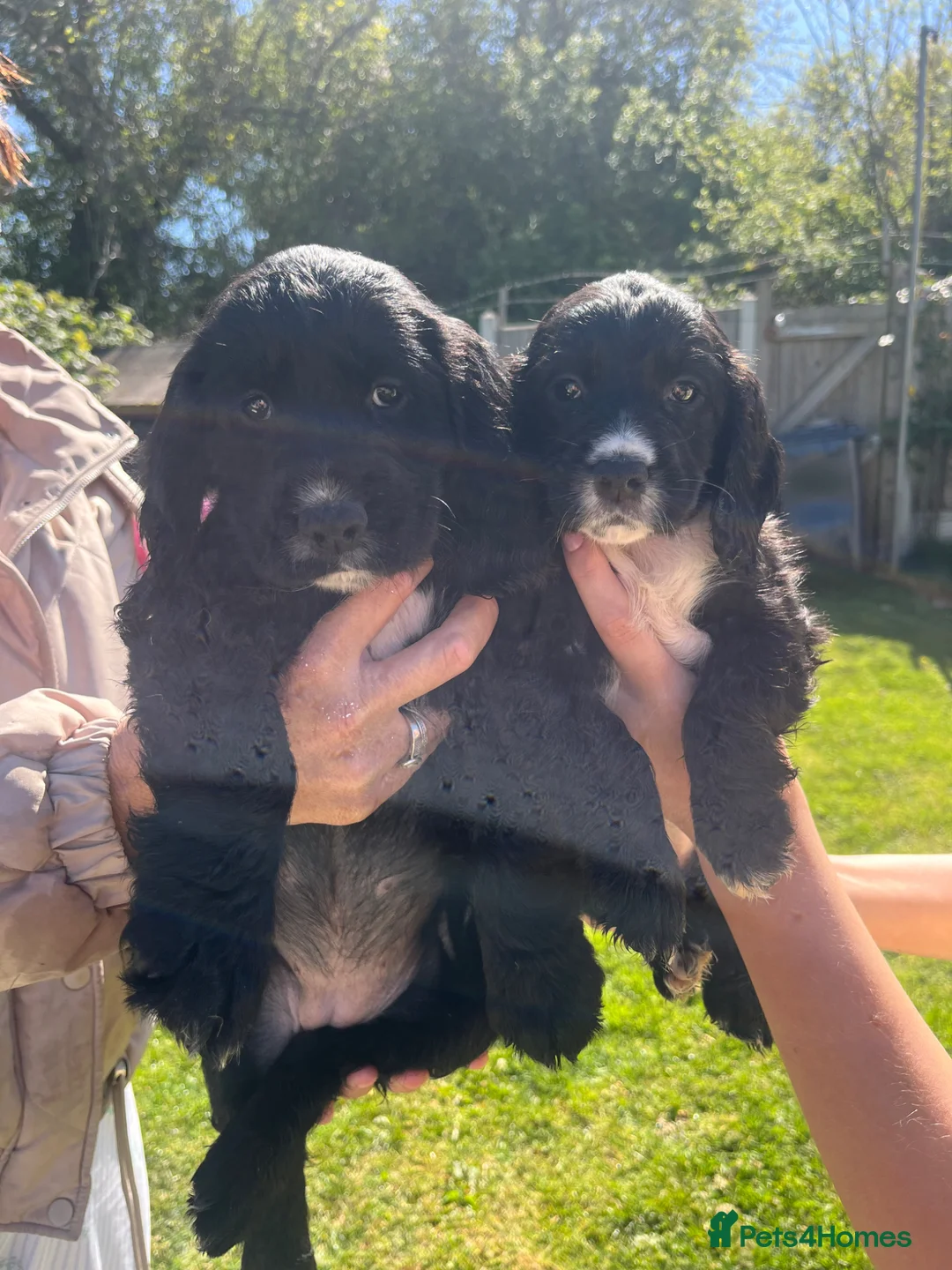 Cocker Spaniel dogs for sale: Beautiful pure bread cocker spaniel puppies  - Advert 2