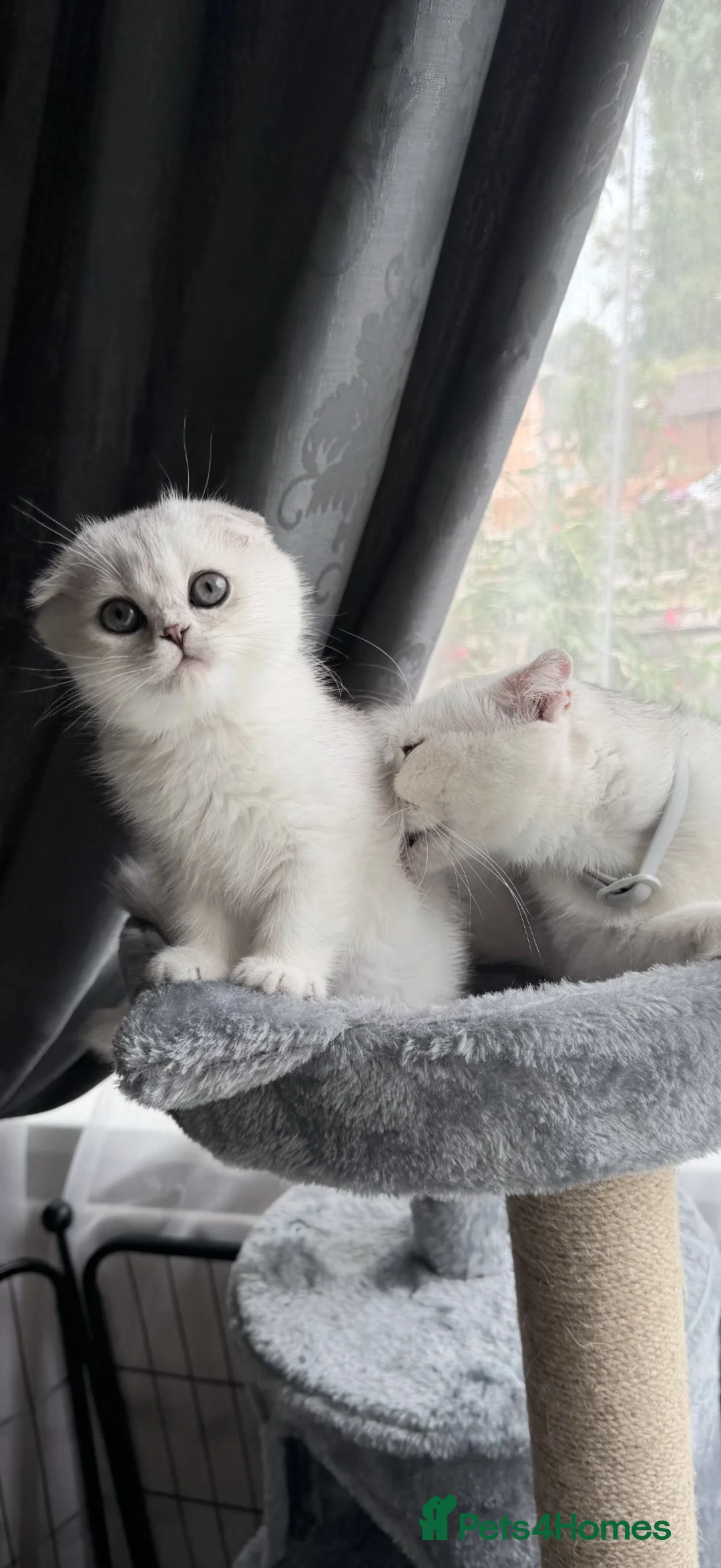 Scottish Fold cats for sale: Beautiful Chinchilla Scottish fold & Straight 💞🐾 - Advert 1
