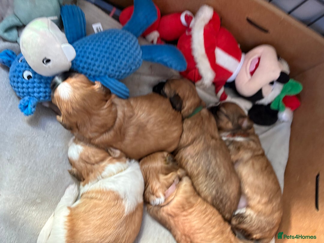 Shih Tzu dogs for sale: Adorable puppies  - Advert 15