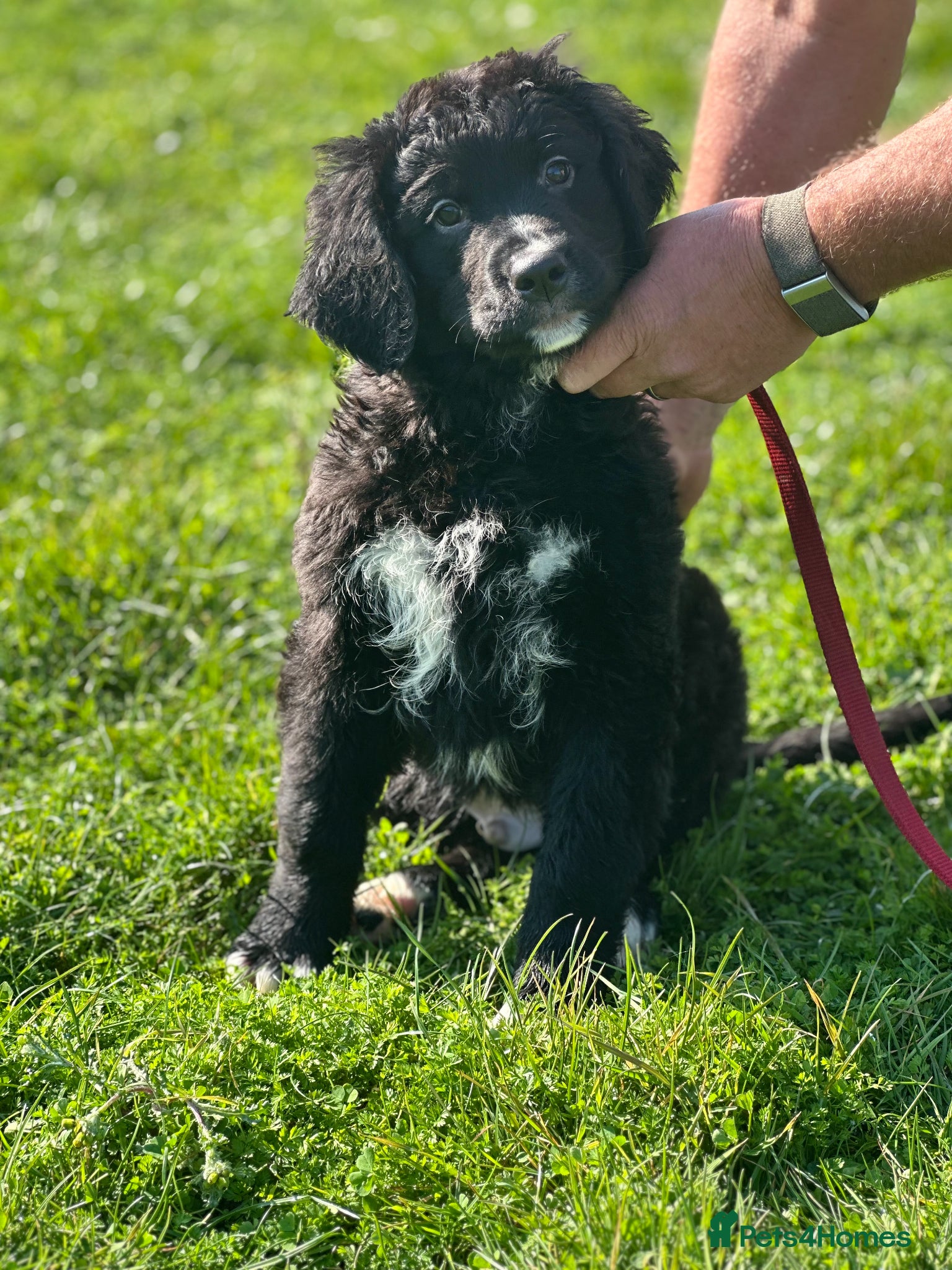 Bernese Mountain Dog dogs Wonderful litter of Golden Mountain Dogs - Advert 4