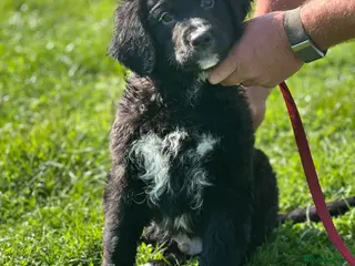 Bernese Mountain Dog dogs Wonderful litter of Golden Mountain Dogs - Advert 4