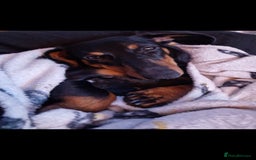 Dachshund dogs for sale: (Rescue) Black and tan dachshund - Image 9