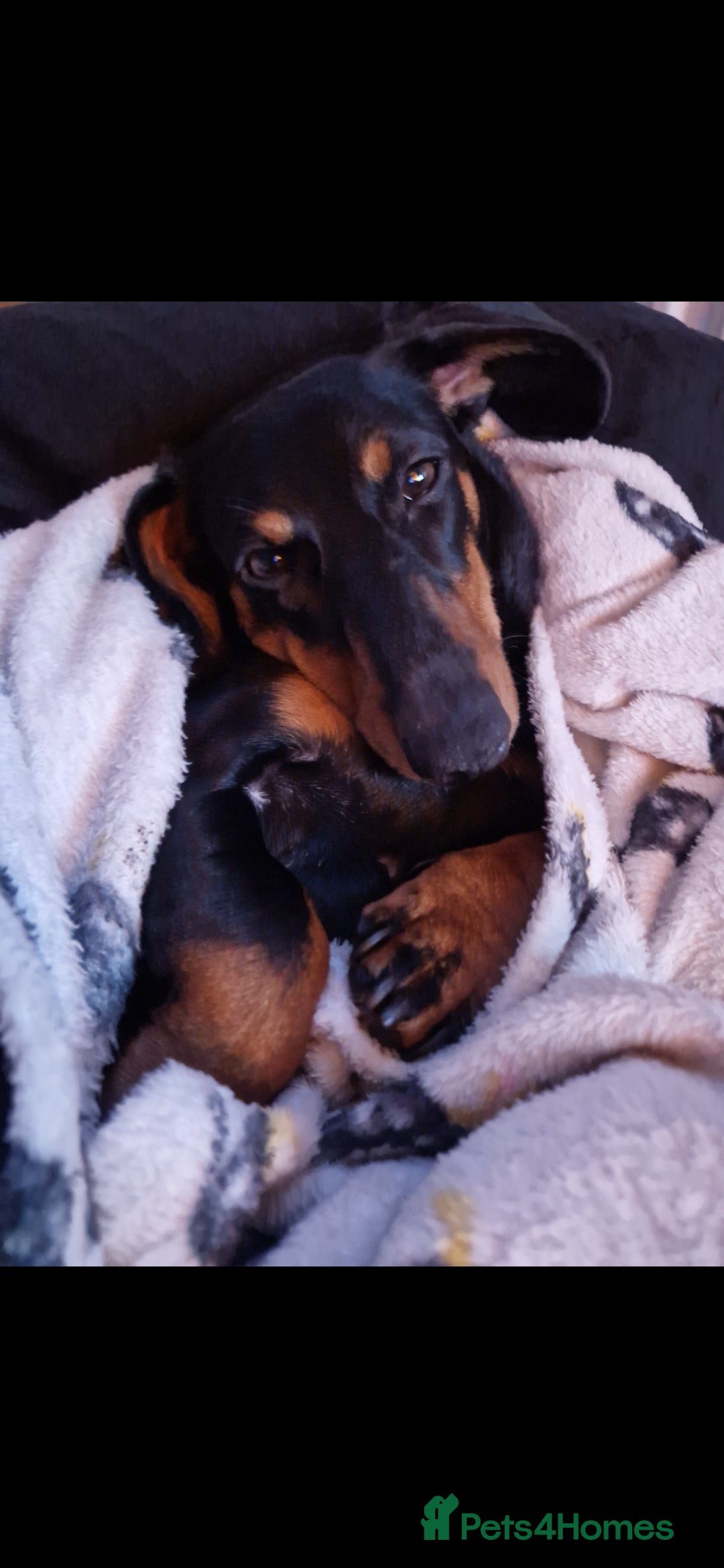 Dachshund dogs for sale: (Rescue) Black and tan dachshund - Image 9