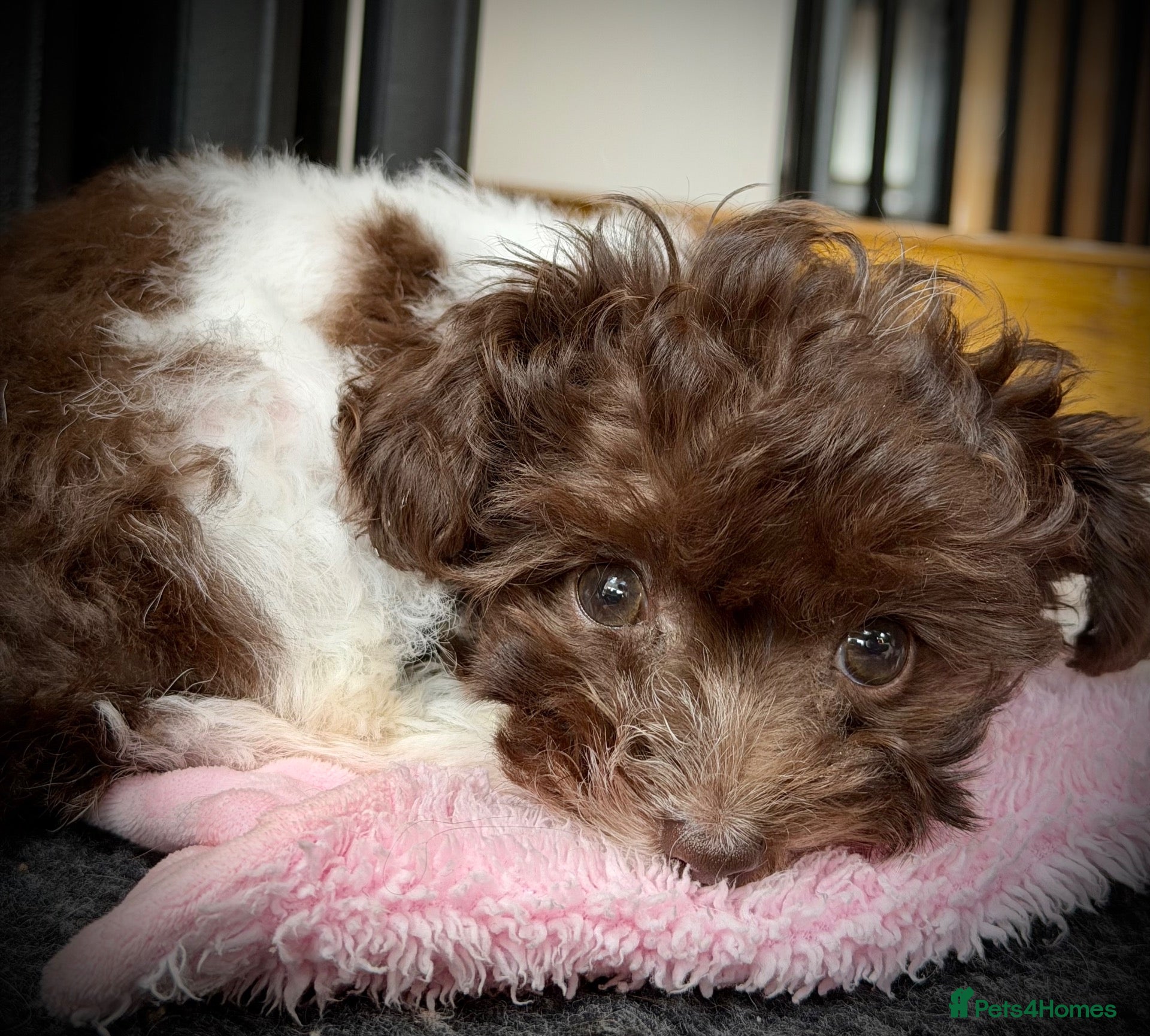 Toy Poodle dogs 🐾 Last 2 Gorgeous Asian Poodle Puppies! 🐾 - Advert 1