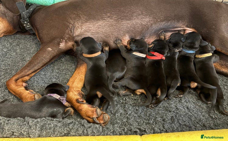 Dobermann dogs in London - Advert 3