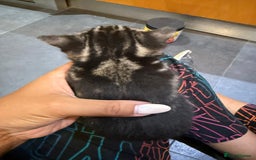 Mixed Breed cats for sale: Three Sweet Kittens Ready for a Loving Home - Image 2
