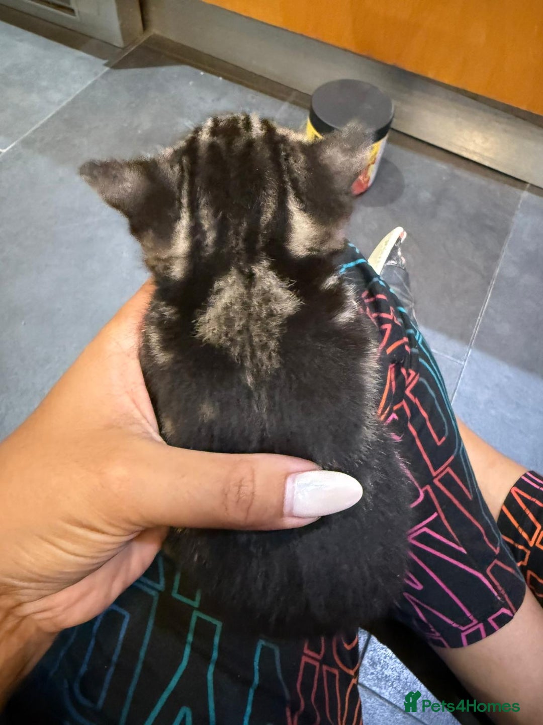 Mixed Breed cats for sale: Three Sweet Kittens Ready for a Loving Home - Image 2