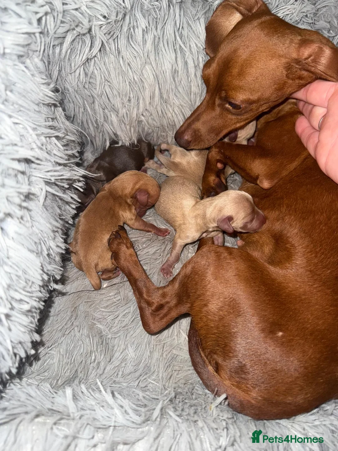 Dachshund dogs for sale: Darling Dachshunds 🌟 - Advert 2