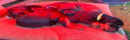 Mixed Breed dogs for sale: Lakeland / Fell terriers for sale in Pwllheli - Advert 2