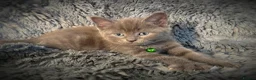 Mixed Breed cats for sale: 9 beautiful friendly kittens - Advert 5