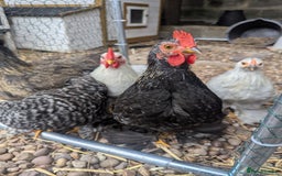 Chickens poultry for sale: Pekin Bantam Roosters - Image 4