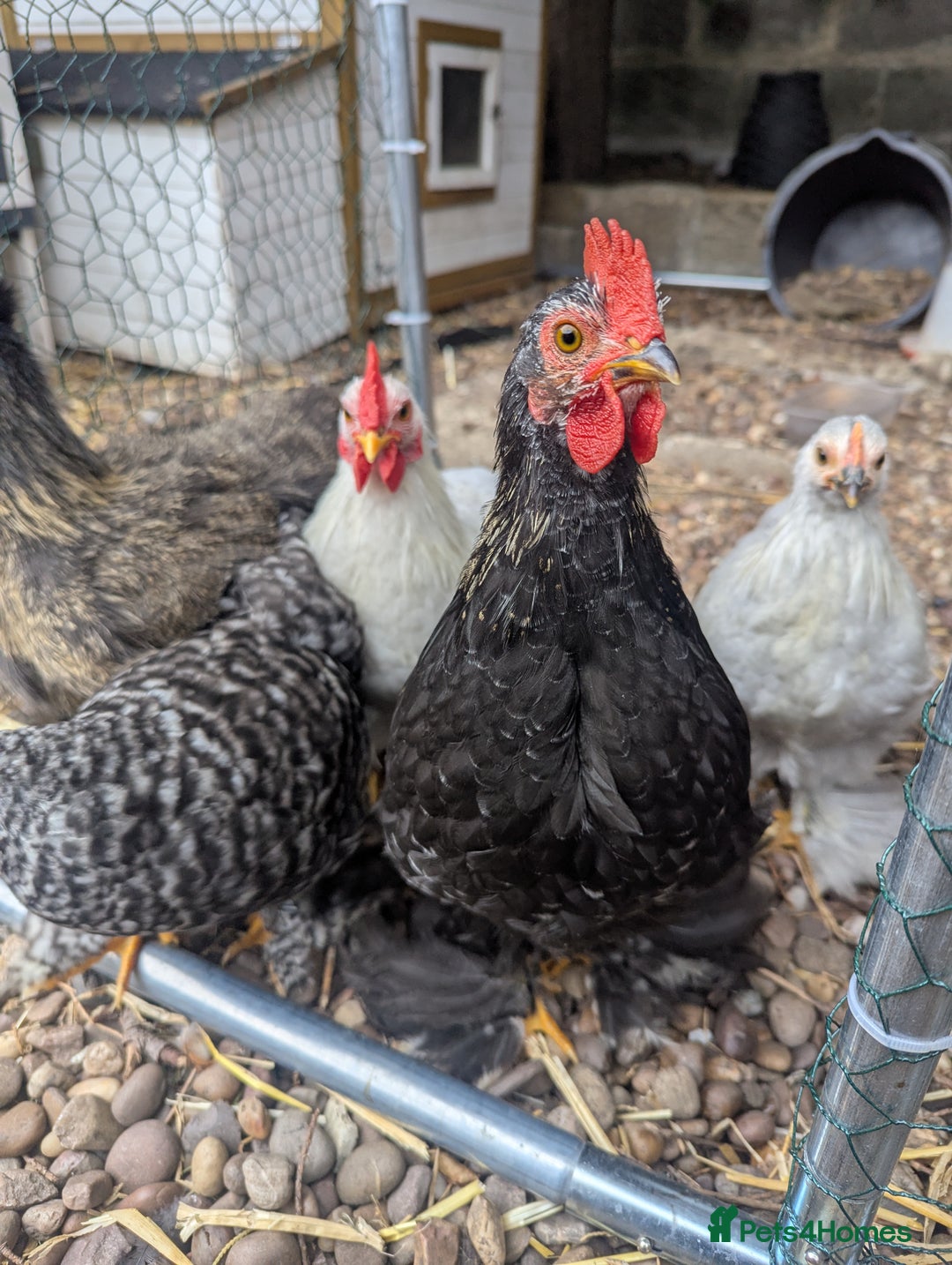 Chickens poultry for sale: Pekin Bantam Roosters - Image 4