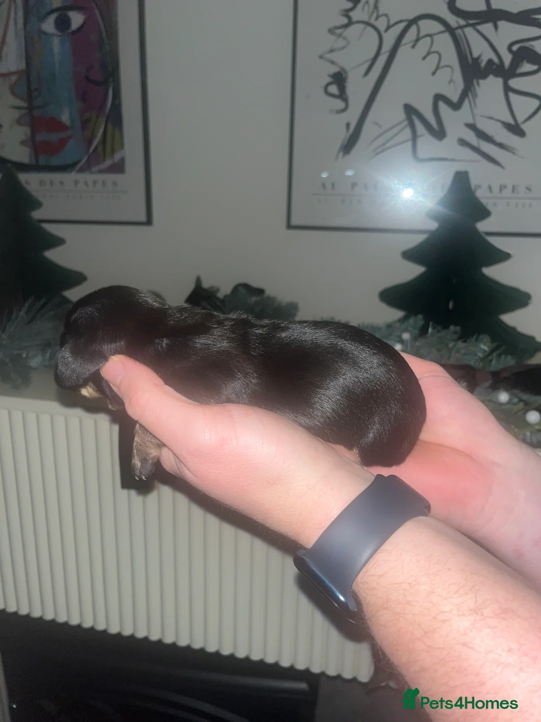 Dachshund dogs for sale: Dacshund Puppies - Advert 7