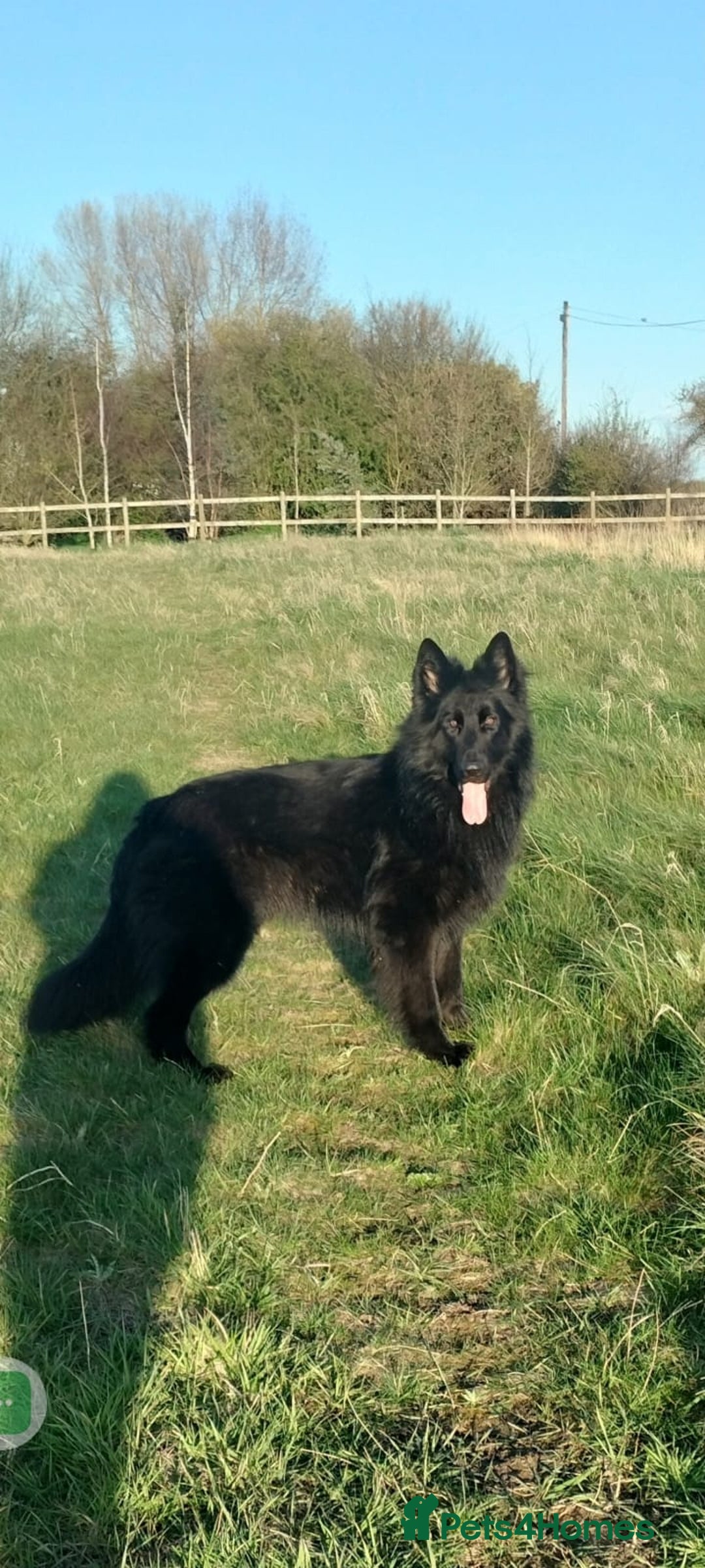 German Shepherd dogs for sale: Fabulous chunky German shepherd puppies - Image 3