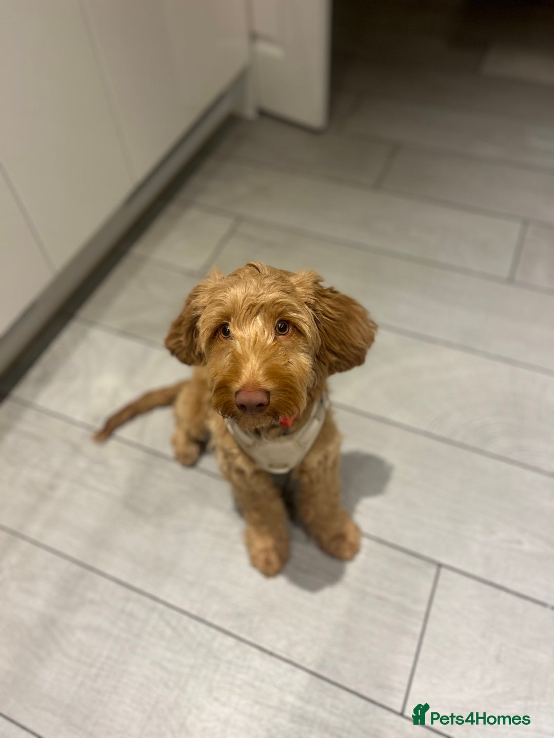Cavapoo dogs for sale: Boy cavapoo needs a new home  - Advert 2