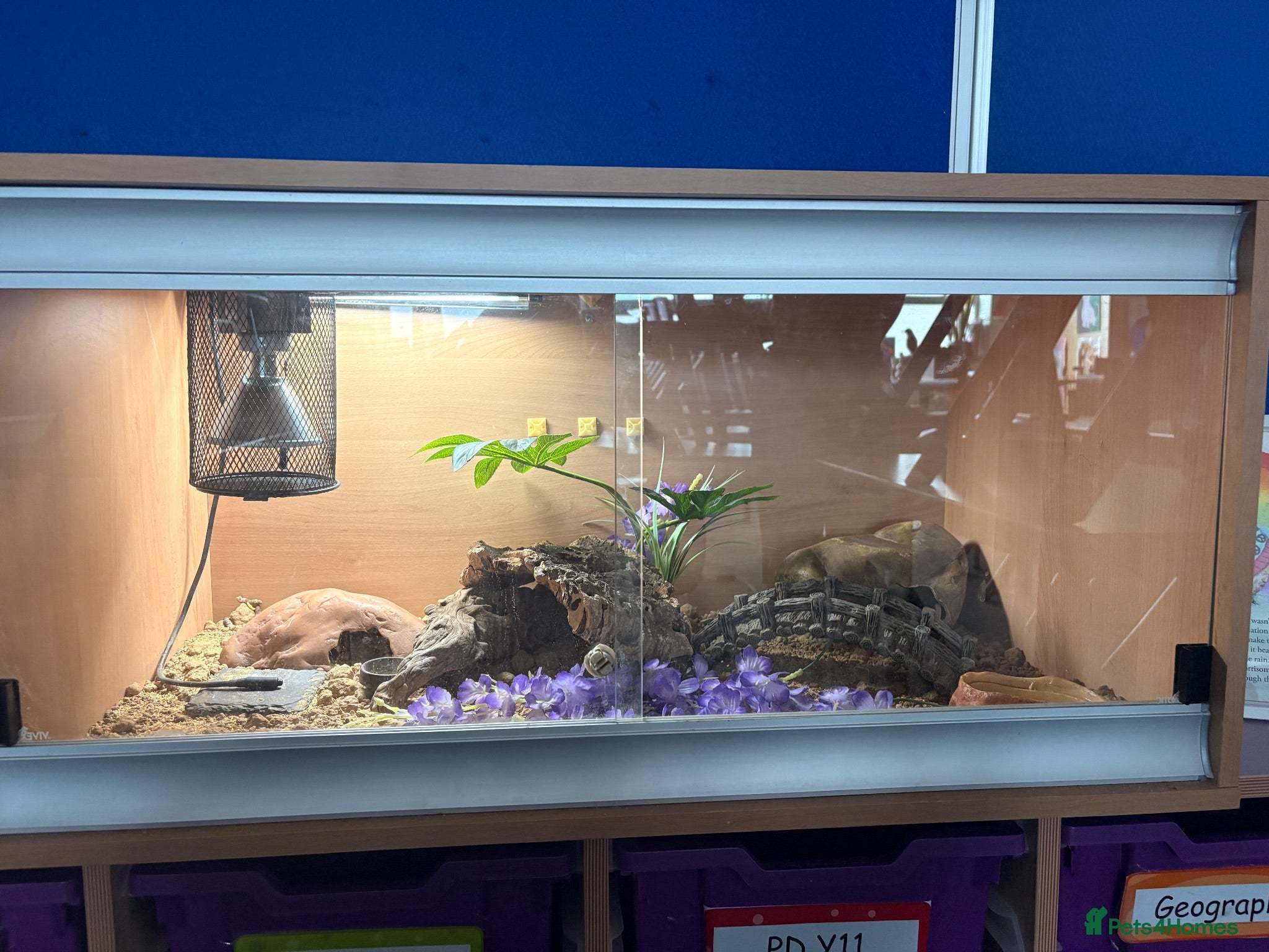 Gecko reptiles Leopard Gecko - Advert 1