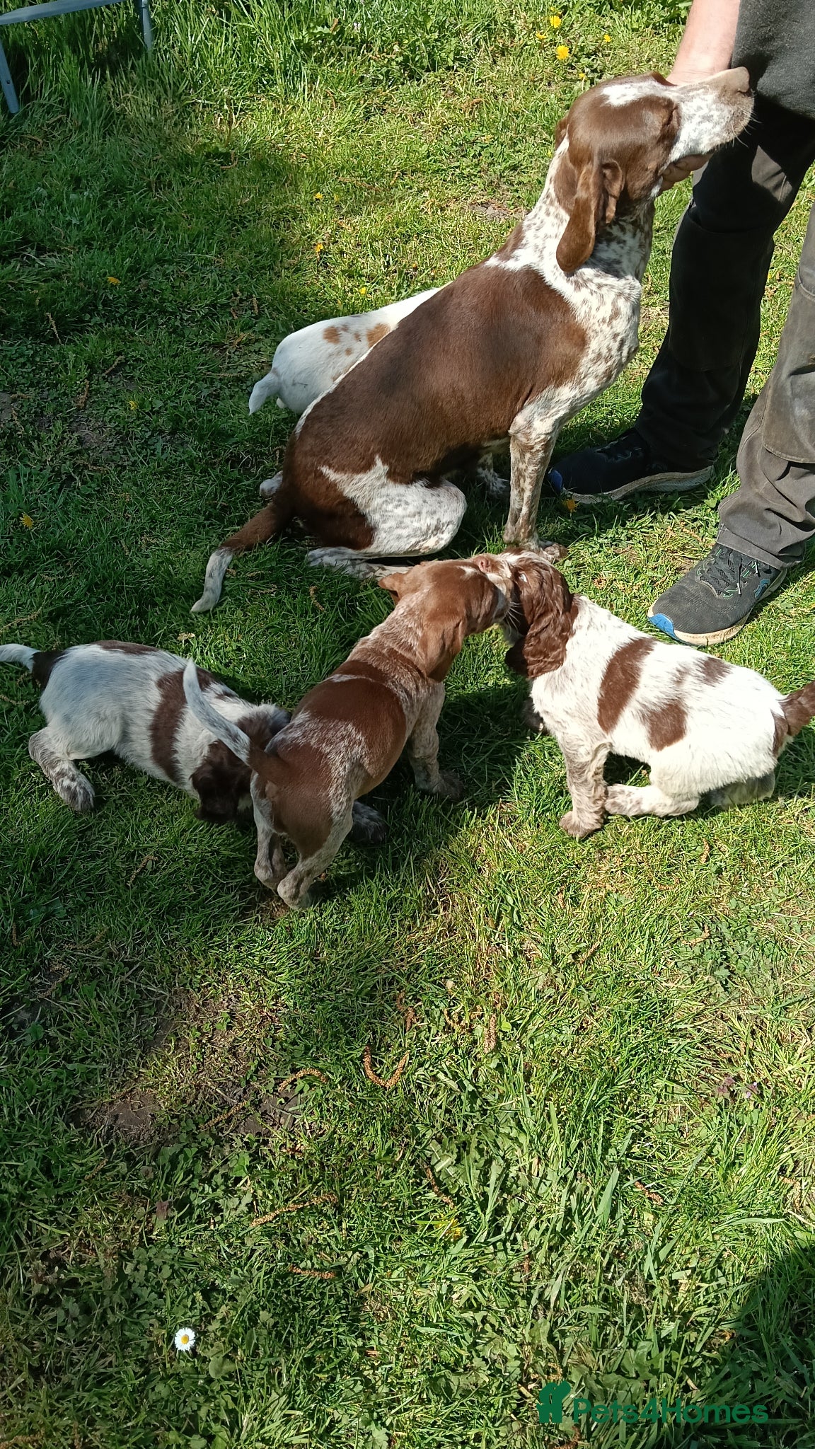 Mixed Breed dogs Rare original Fenlander puppies  - Advert 2