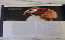 Cavalier King Charles Spaniel dogs for stud: Extensively Health Tested Cavalier King Charles Sp in Mansfield - Image 30
