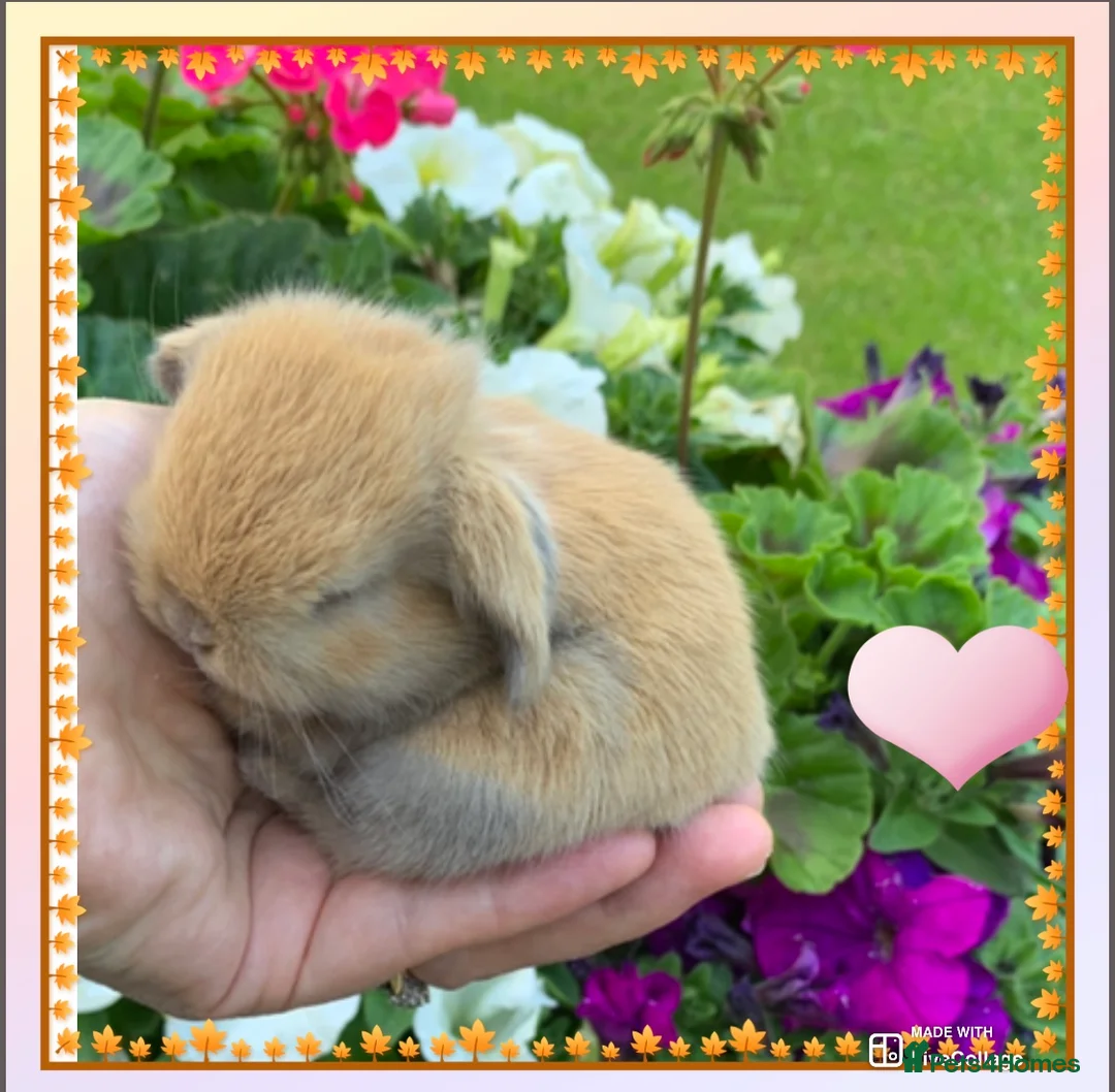Mini Lop rabbits for sale: Gorgeous purebred baby mini lops ready to reserve - Advert 29