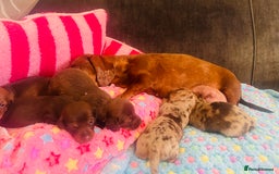 Miniature Dachshund dogs for sale: Stunning minature dachshund puppies - Image 29