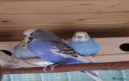 Budgerigars birds for sale: Young budgies, easily tamed - Image 12
