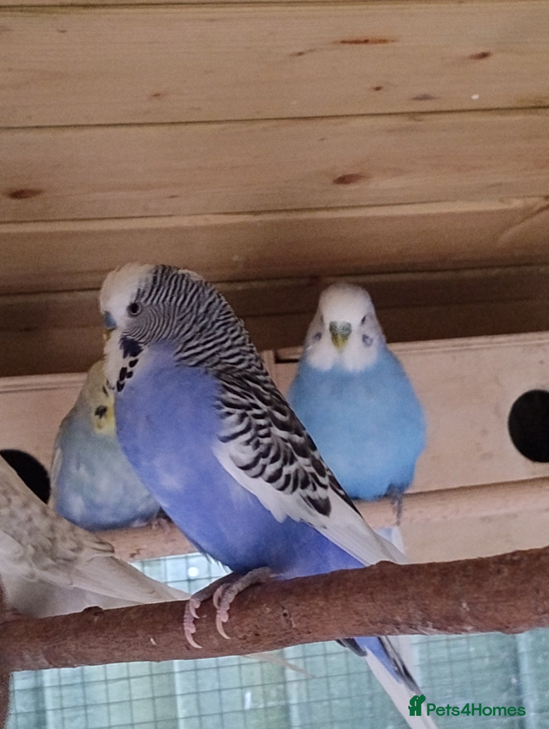 Budgerigars birds for sale: Young budgies, easily tamed - Image 12