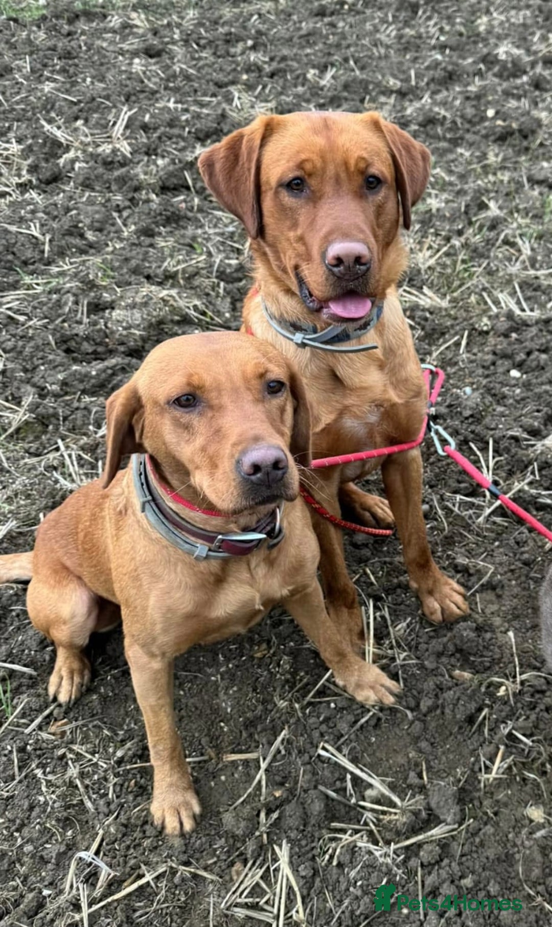 Labrador Retriever dogs for sale: KC Stunning dark fox red labrador puppies - Image 4