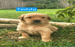Golden Retriever dogs for sale: *Beautiful kc/Dna clear Golden retriever pups* - Image 4