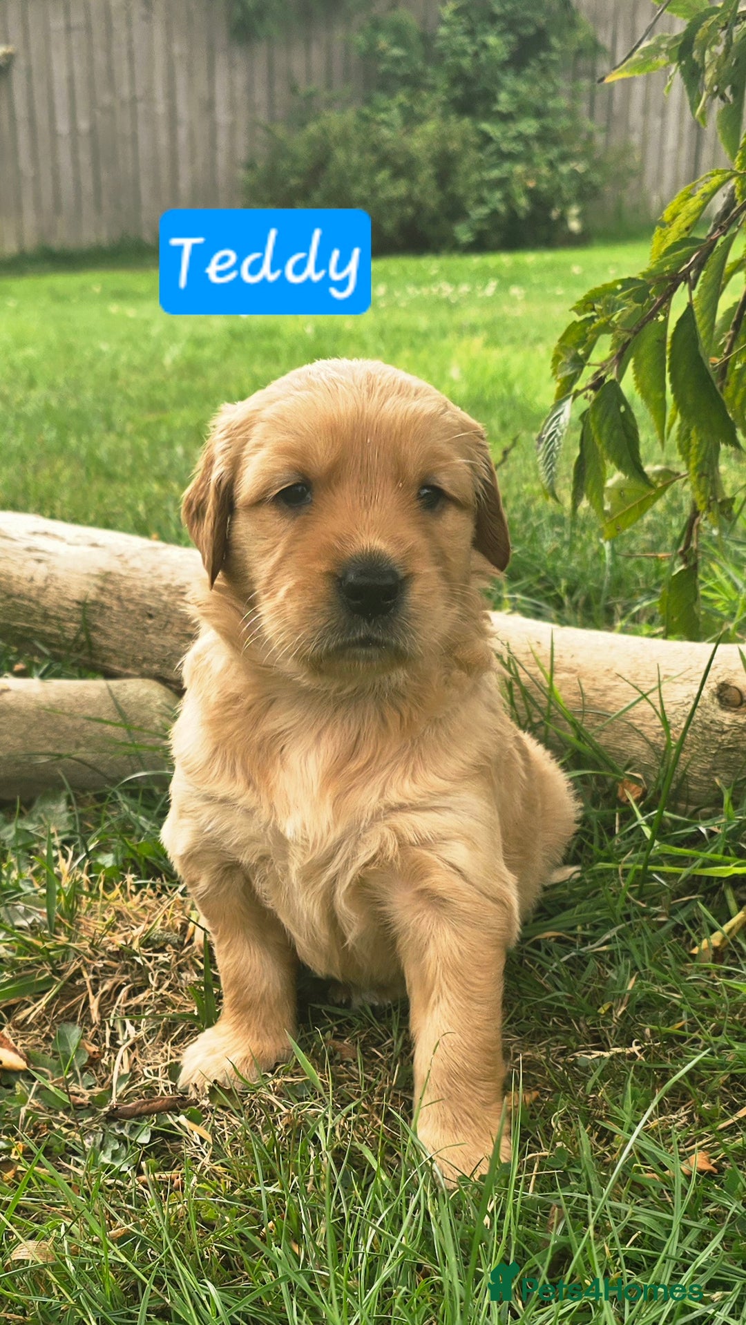 Golden Retriever dogs for sale: *Beautiful kc/Dna clear Golden retriever pups* - Image 4