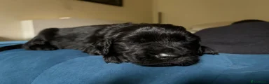 Flat coated Retriever Puppy 1 (blue)