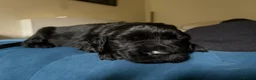 Flat coated Retriever dogs for sale: Flat coat retriever puppies for sale - Advert 14