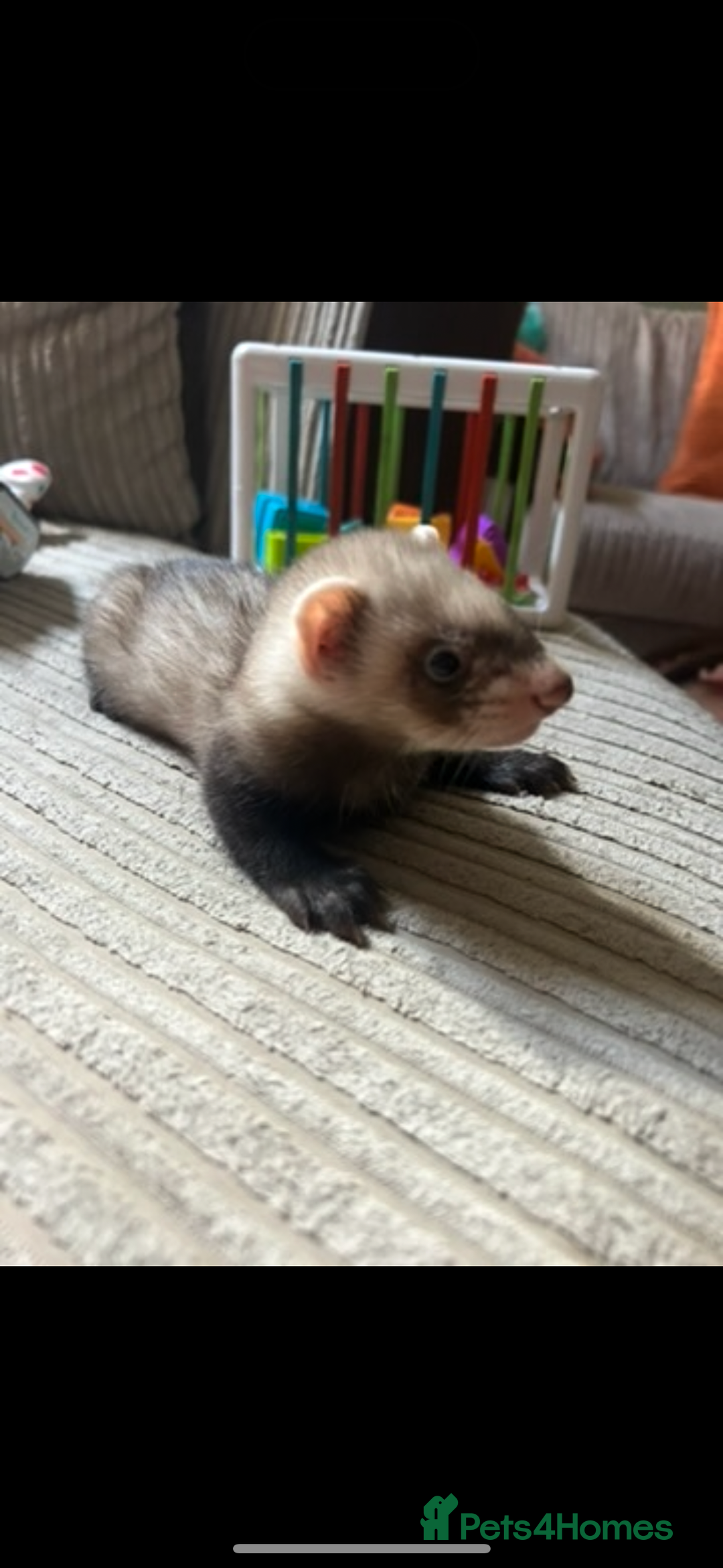 Ferret rodents for sale: Baby ferrets  - Image 6