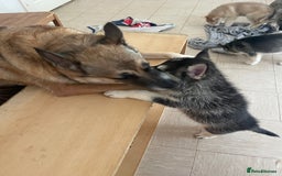 Shepsky dogs for sale: Fluffy puppies - Image 7