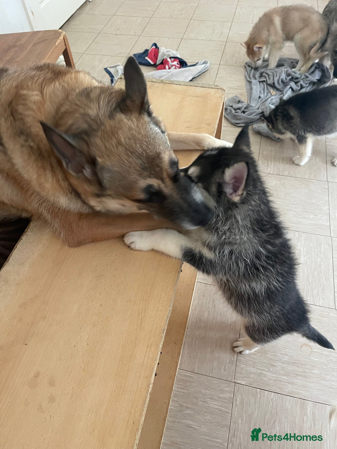 Shepsky dogs for sale: Fluffy puppies - Image 7