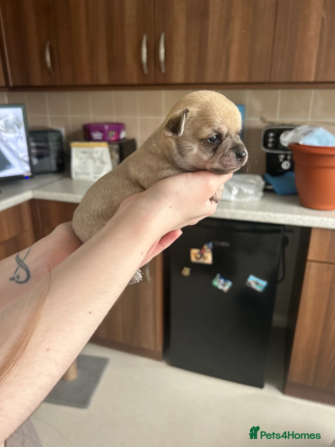 Chihuahua dogs for sale: Chihuahua puppies for sale  - Advert 6