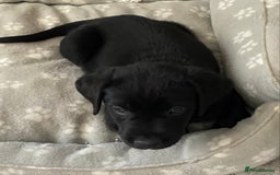 Labrador Retriever dogs for sale: Adorable Labrador puppies - Image 11