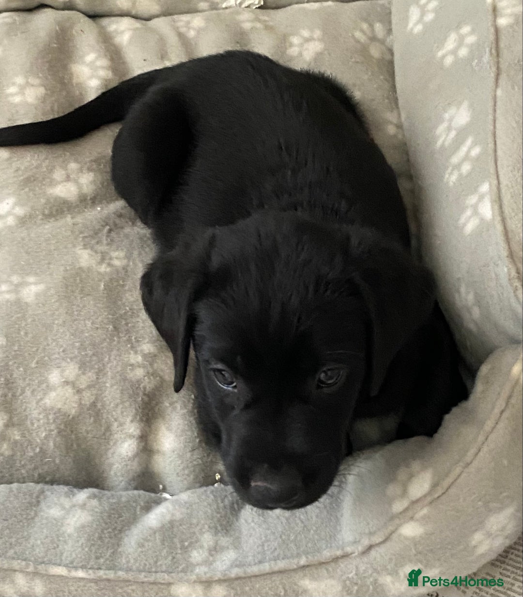 Labrador Retriever dogs for sale: Adorable Labrador puppies - Image 11