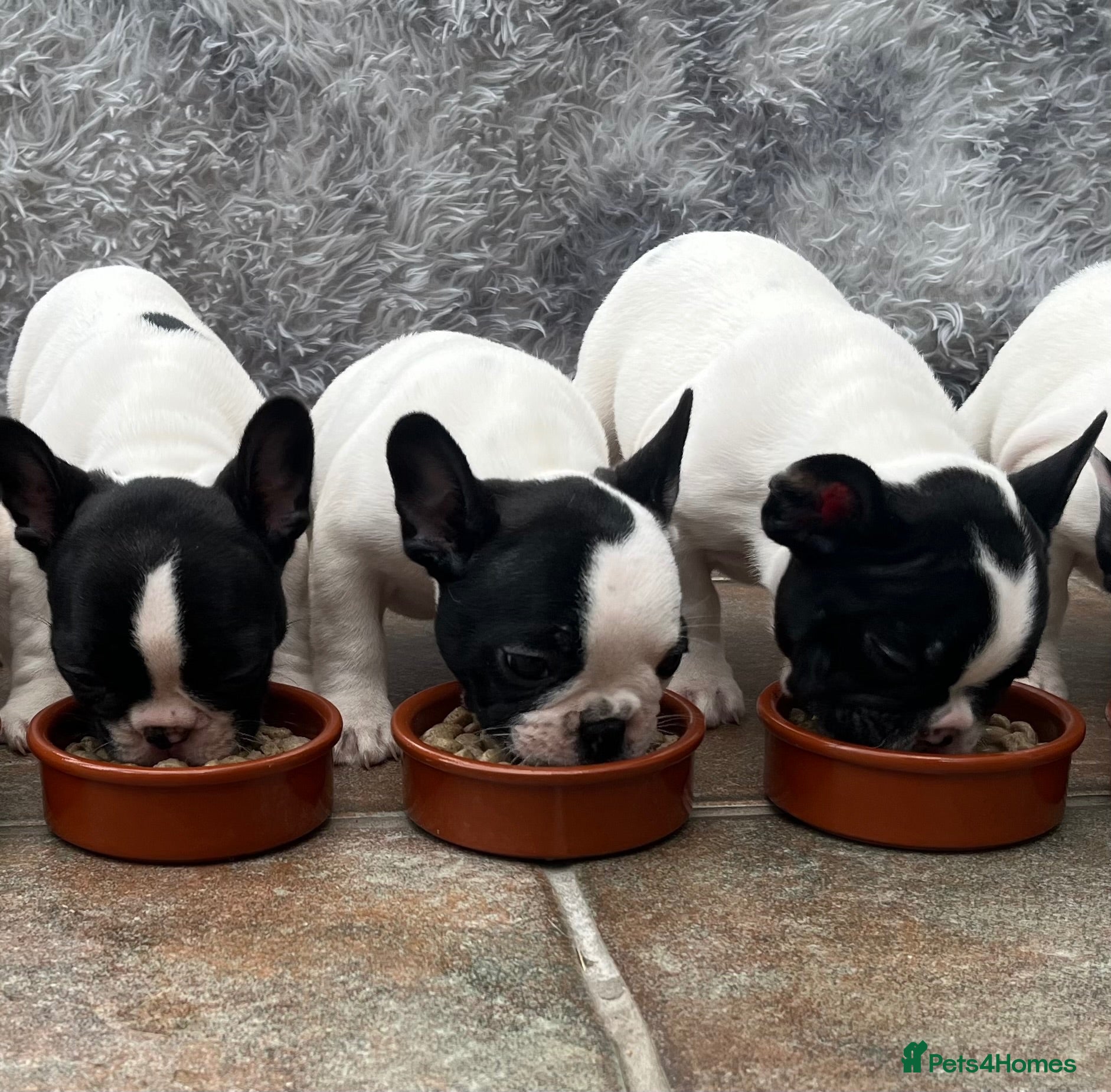 French Bulldog dogs KC reg. Crufts & International Champion breeding  - Advert 6