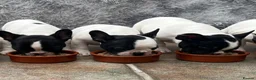 French Bulldog dogs for sale: KC reg. Crufts & International Champion breeding  - Advert 3