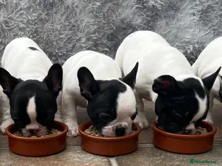 French Bulldog dogs KC reg. Crufts & International Champion breeding - Advert 6